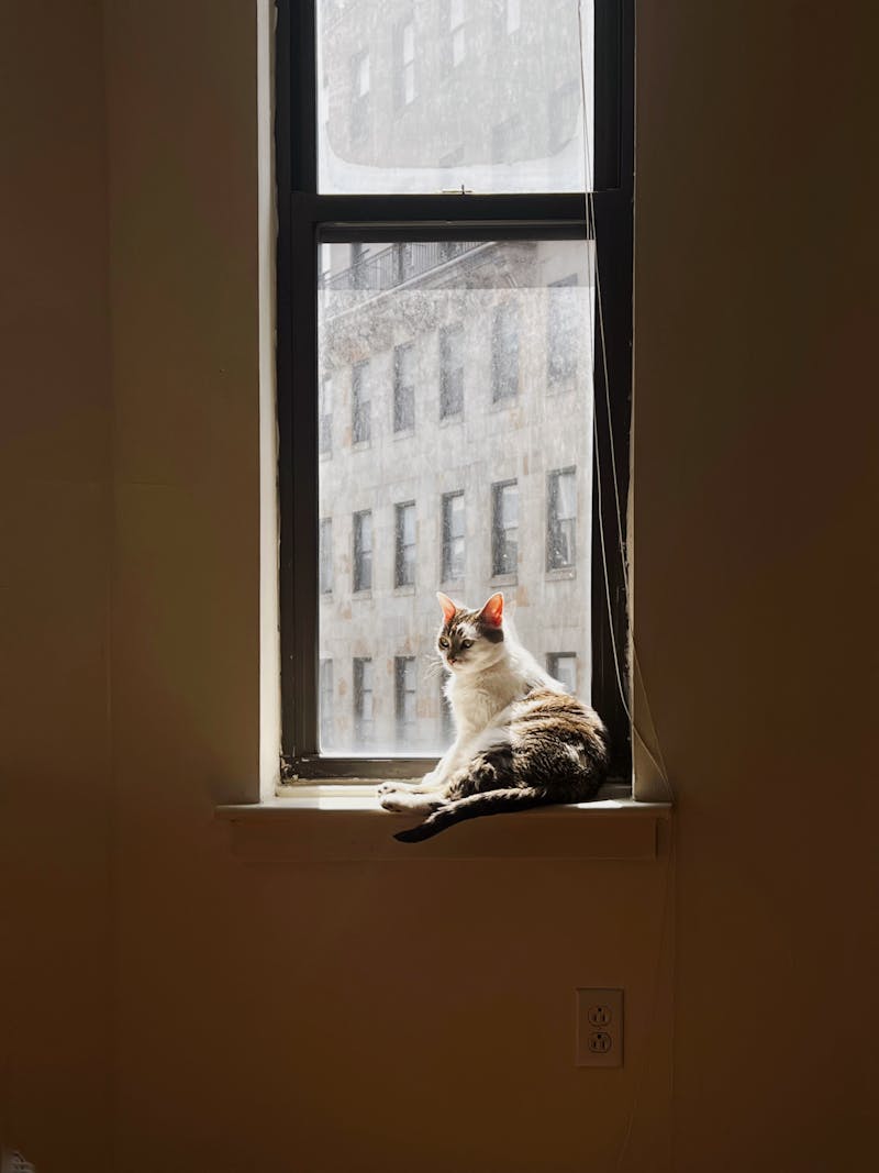 A cat peacefully resting in warm sunlight by a window