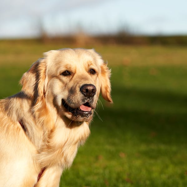 Custom pet sympathy gift in soft light frame
