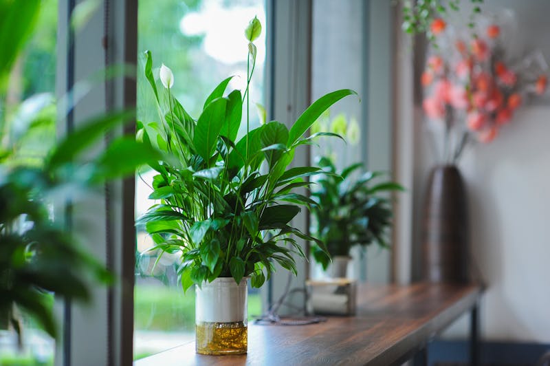 A peace lily houseplant in a modern indoor setting, a lasting alternative to cut sympathy flowers