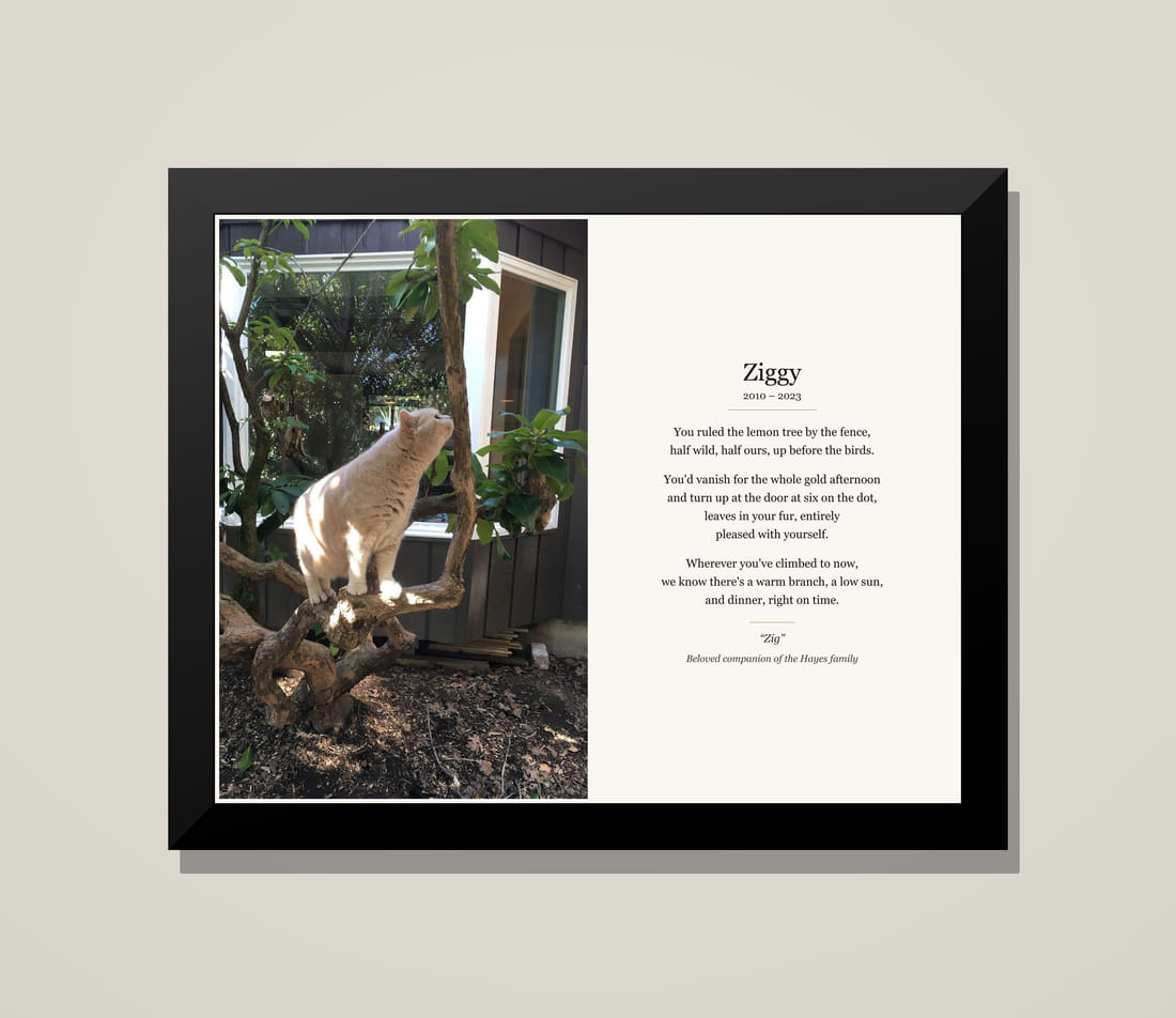 Framed memorial tribute for Ziggy, a cat, beside his poem